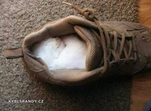 Malé kotě, spalo v botě