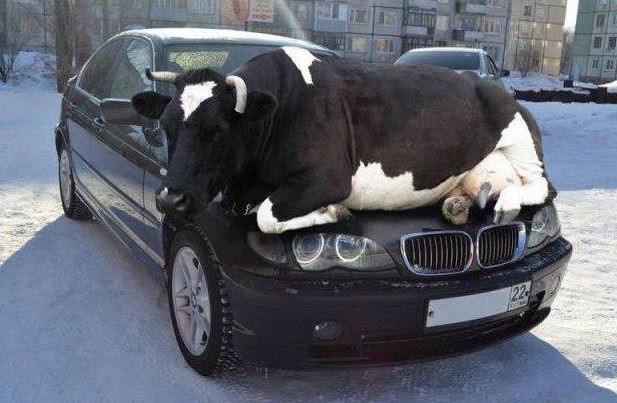 Na BMW ulovíš leda tak krávu