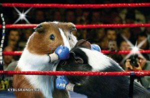 Boxerský zápas morčat