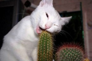 Kočce chutná kaktus