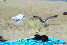 Chytání racků na pláži