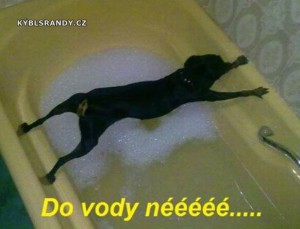 Když pes nechce do vody