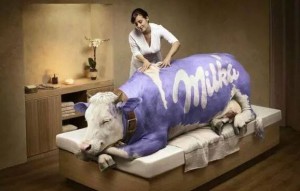 I kráva Milka potřebuje masáž