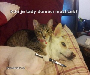 Kdo je tady domácí mazlíček?