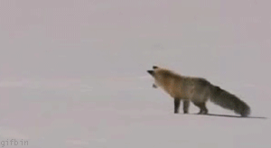 Když liška loví