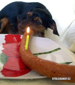 Když má pes narozeniny