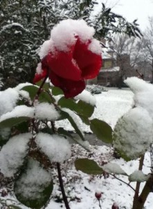 Když napadne sníh na rozkvetlou růži