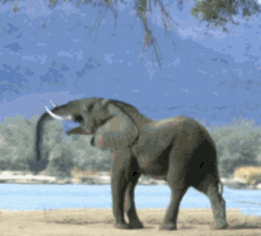 Když praskne slon