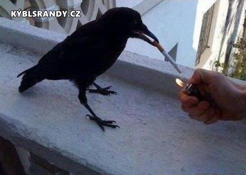 Když pták kouří cigaretu