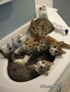 Kočičárna v umyvadle