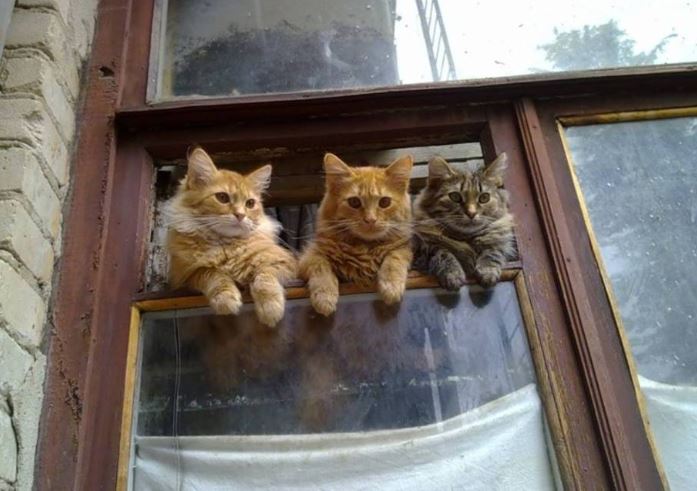 Kočičí drbny
