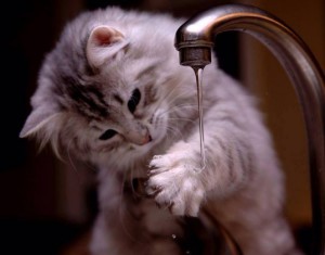 Kočičí hra s vodou