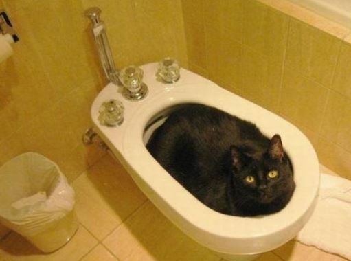 Kočičí koupel