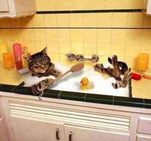 Kočičí kuchyňská lázeň