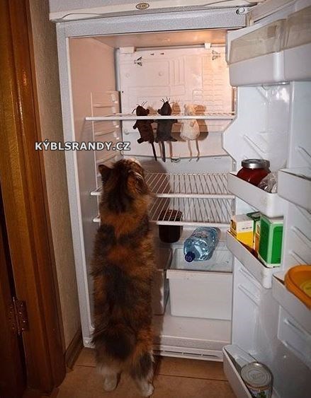 Kočičí lednice