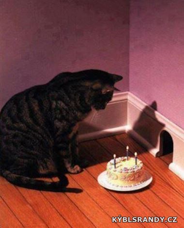 Kočičí narozeniny