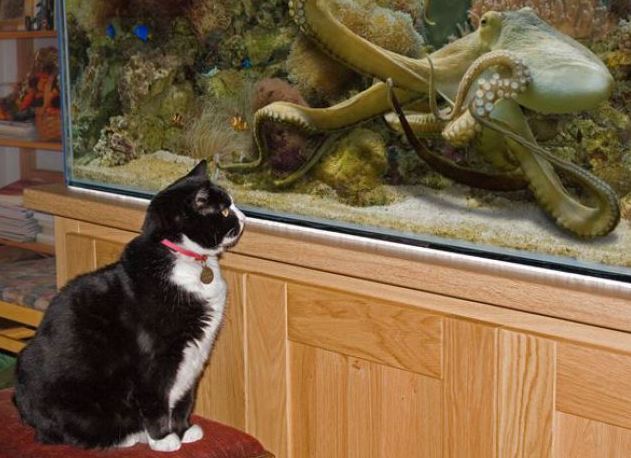 Má ta kočka snad chuť na chobotnici?