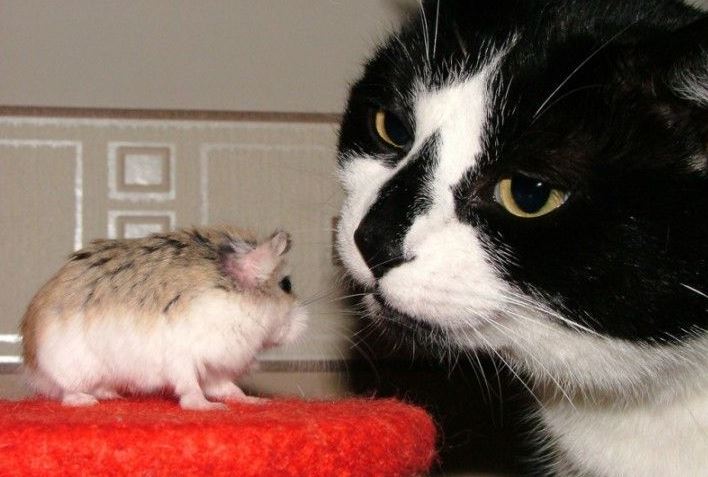 kočka a myš