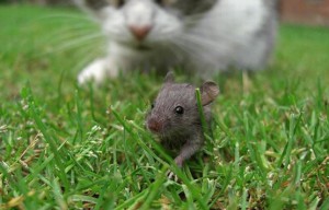 Kočka a myš