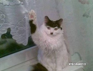 Kočka Hitler