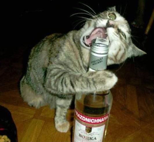 Kočka má chuť na vodku
