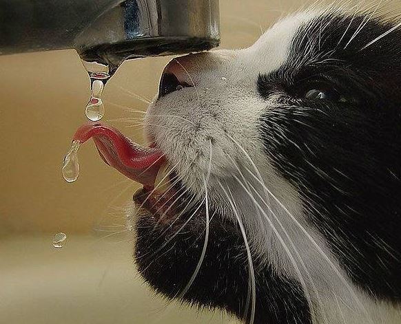 Kočka má žízeň