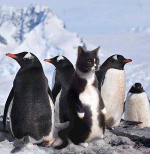 Kočka mezi tučňáky