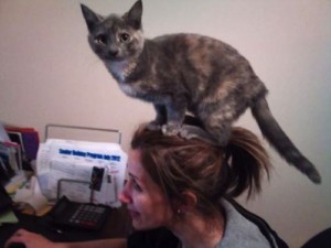Kočka na hlavě
