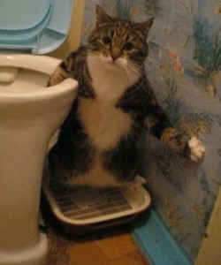 Kočka na WC