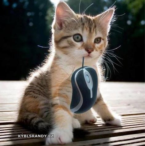 Kočka s myší