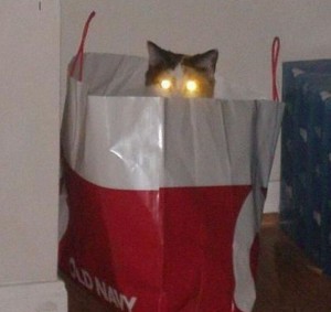 Kočka se svítícíma očima