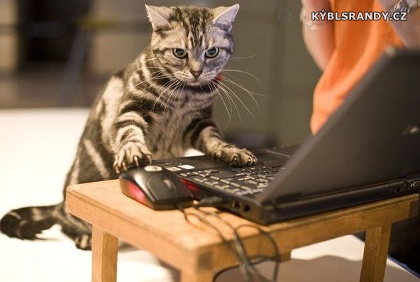 Ta kočka to s počítačem fakt umí