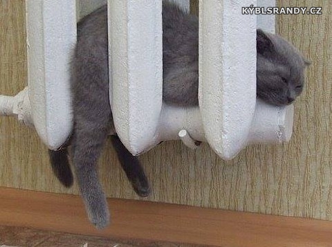 Kočka v radiátoru