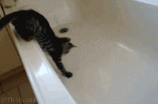 Kočka ve vaně