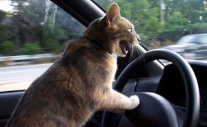 Kočka za volantem