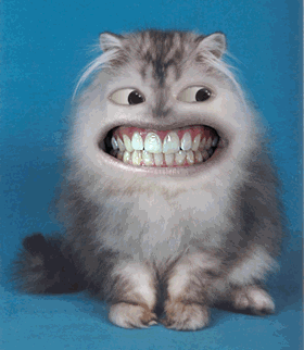 Kočka cenící zuby