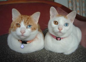 Kočky s různobarevnýma očima