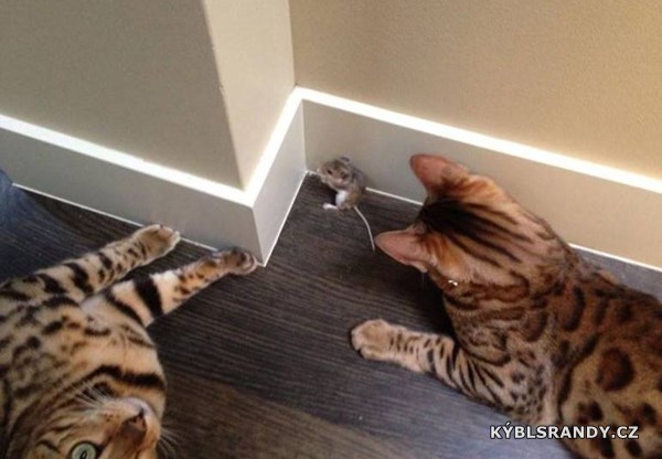 Když si kočky hrají s myší