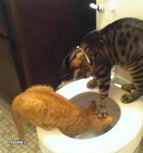 Kočky na WC