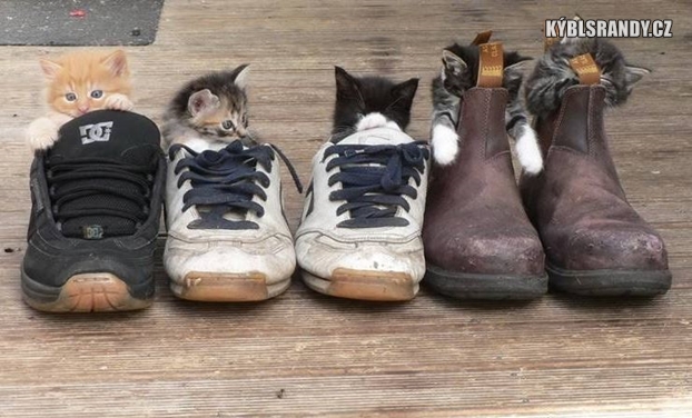 Kočky v botách