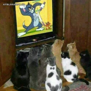 Kočky čučí na Toma a Jerryho