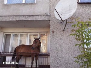 Kůň na balkóně