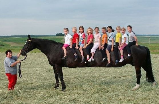 Kůň pro 10 dětí