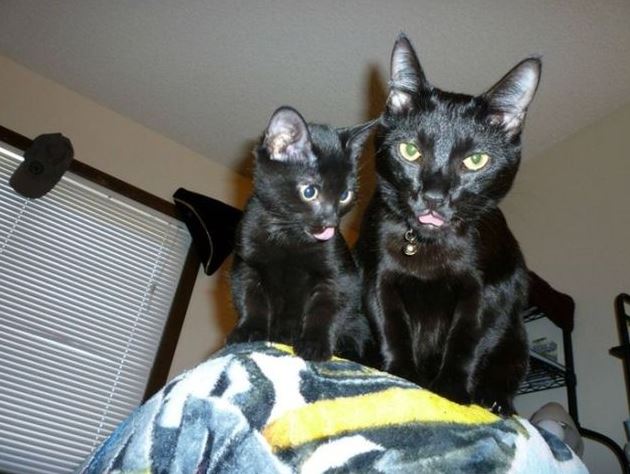 Lesklé černé kočky