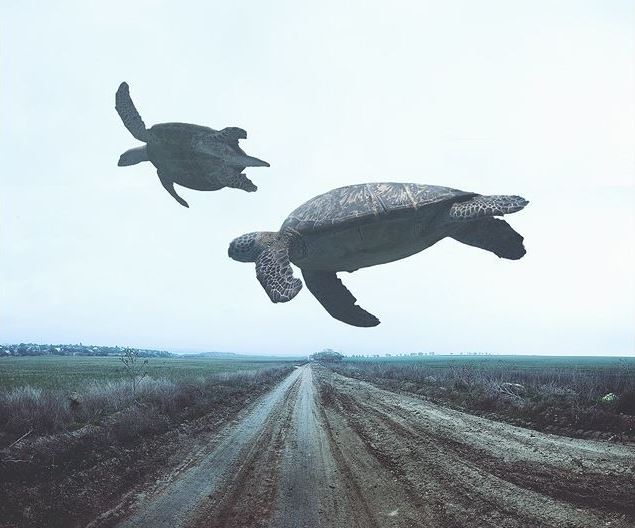 Létající želvy