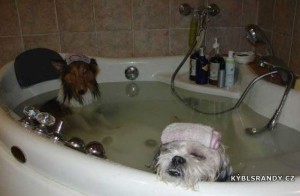 Luxusní psí koupel