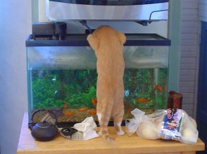 Kočka má chuť na rybyčky