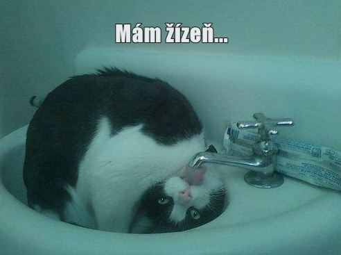 Kočka má žízeň