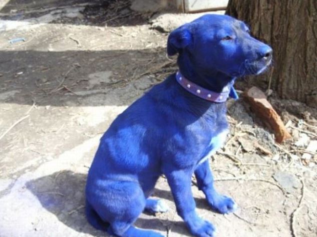 Modrý pes