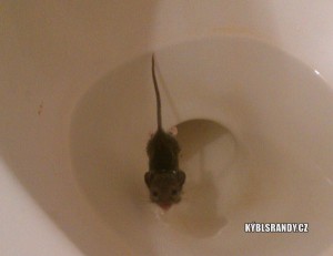 Myš v záchodové míse